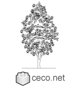 Autocad drawing deciduous tree 2 dwg , in Garden & Landscaping Trees
