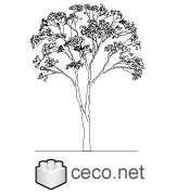 Autocad drawing deciduous trees 1 dwg , in Garden & Landscaping Trees