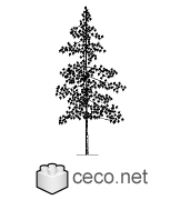 Autocad drawing high coniferous pine tree dwg , in Garden & Landscaping Trees