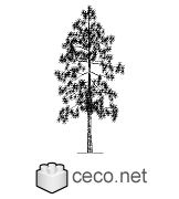 Autocad drawing high pine conifer tree dwg , in Garden & Landscaping Trees