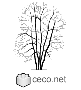 Autocad drawing leafless tree dwg , in Garden & Landscaping Trees