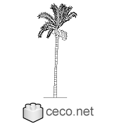 Autocad drawing Palm coconut beach tree island palms dwg , in Garden & Landscaping Plants Bushes