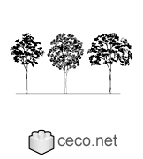 Autocad drawing Three big trees in line dwg , in Garden & Landscaping Trees