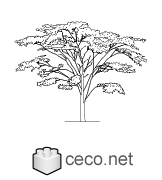 Autocad drawing tree with foliage fruits and flowers dwg , in Garden & Landscaping Trees
