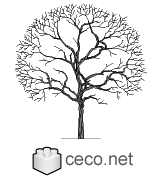 Autocad drawing tree without leaves dwg , in Garden & Landscaping Trees