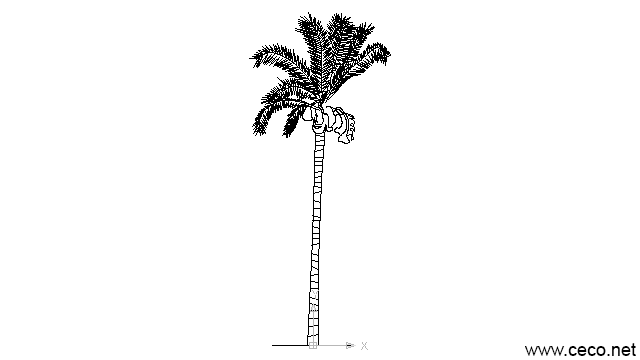autocad drawing Palm coconut beach tree island palms in Garden & Landscaping, Plants Bushes